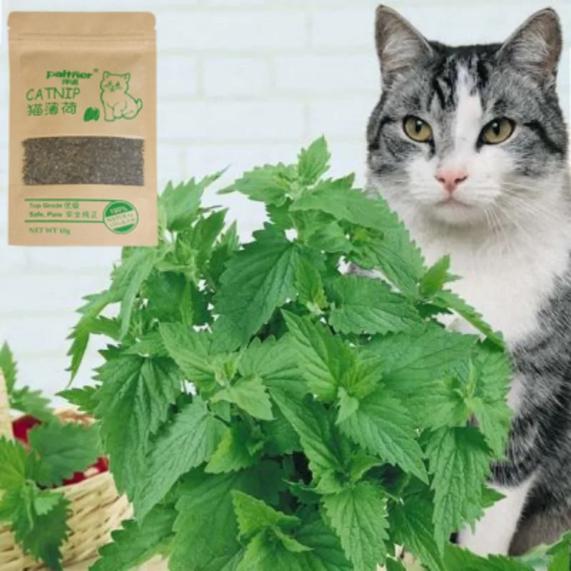 Cat Toys 100% Natural Premium 10g Cat Catnip Cattle Grass Menthol Flavor Funny Cat Grass Interactive Cat Non-toxic Dropship