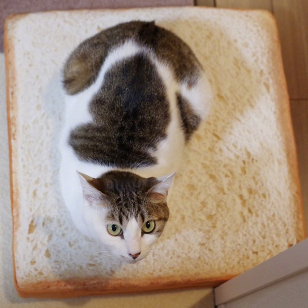 toast cat bed