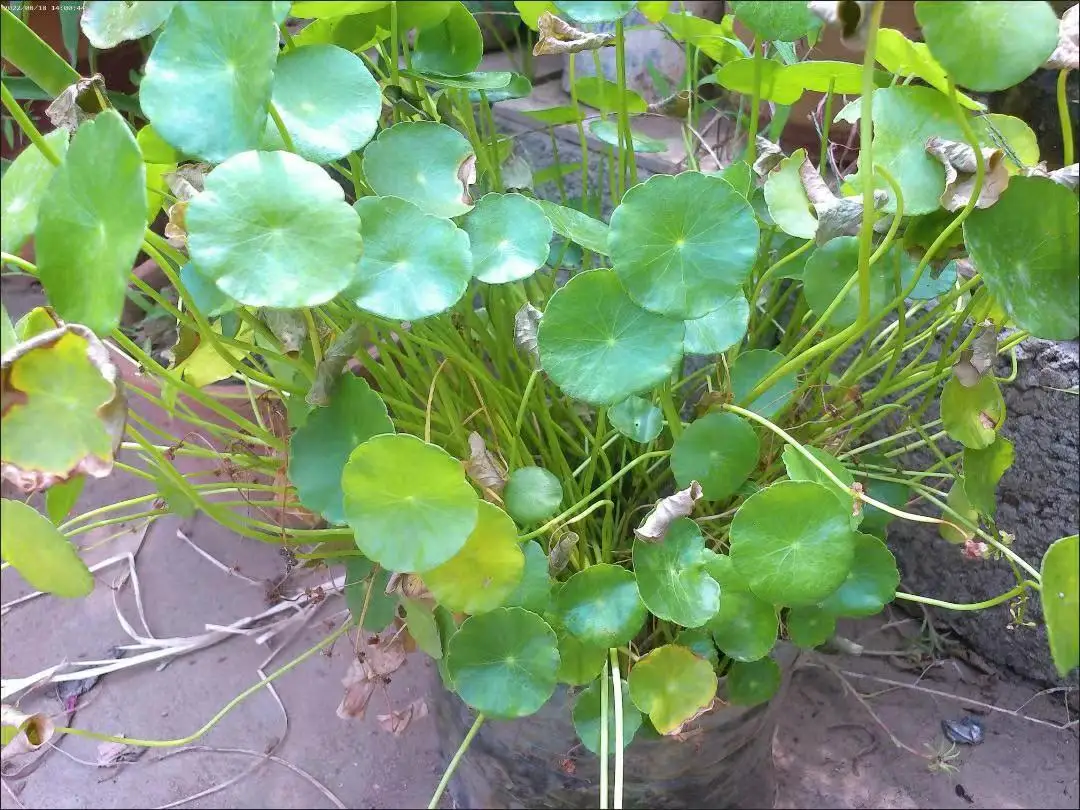 Description Picture 3 of itemOriginal CDR10 4K HD Professional Digital Cameras With 16X Wide Angle Lens Camera Macro HD Camera With WiFi Time-lapse Shooting