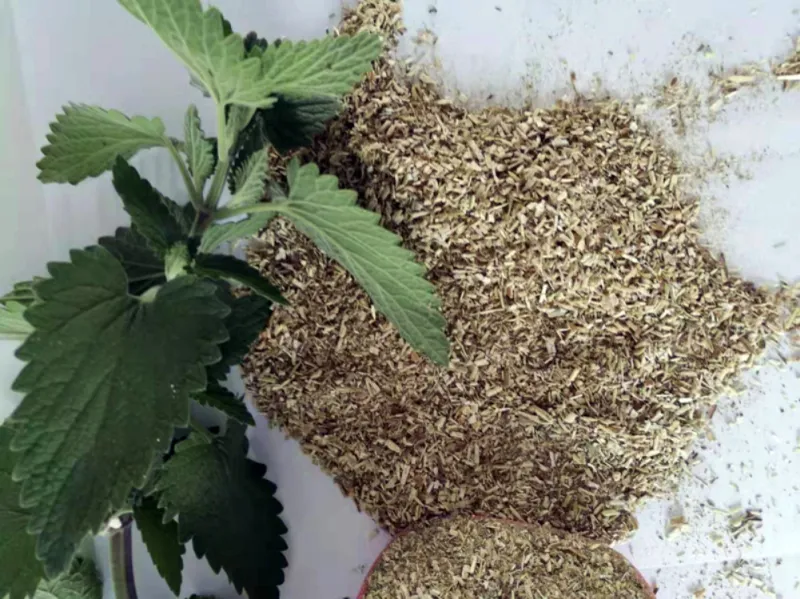 Description Picture 2 of item5g Cat Toy Catnip Organic 100% Natural Premium Catnip Clean Teeth Healthy Menthol Flavor Funny Cat Mint Toys Cat Accessories