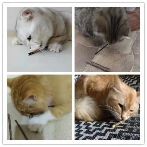6 Sticks/box Cat Chews Products All Natural Catnip Sticks Wood Tengo Molar Sticks Teeth Cleaning Cat Sticks For Cats Of All Ages