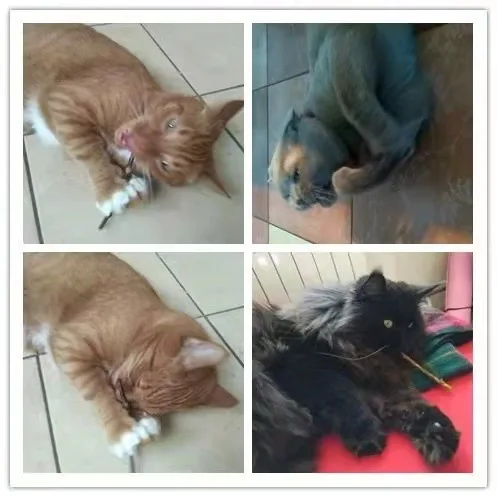 6 Sticks/box Cat Chews Products All Natural Catnip Sticks Wood Tengo Molar Sticks Teeth Cleaning Cat Sticks For Cats Of All Ages