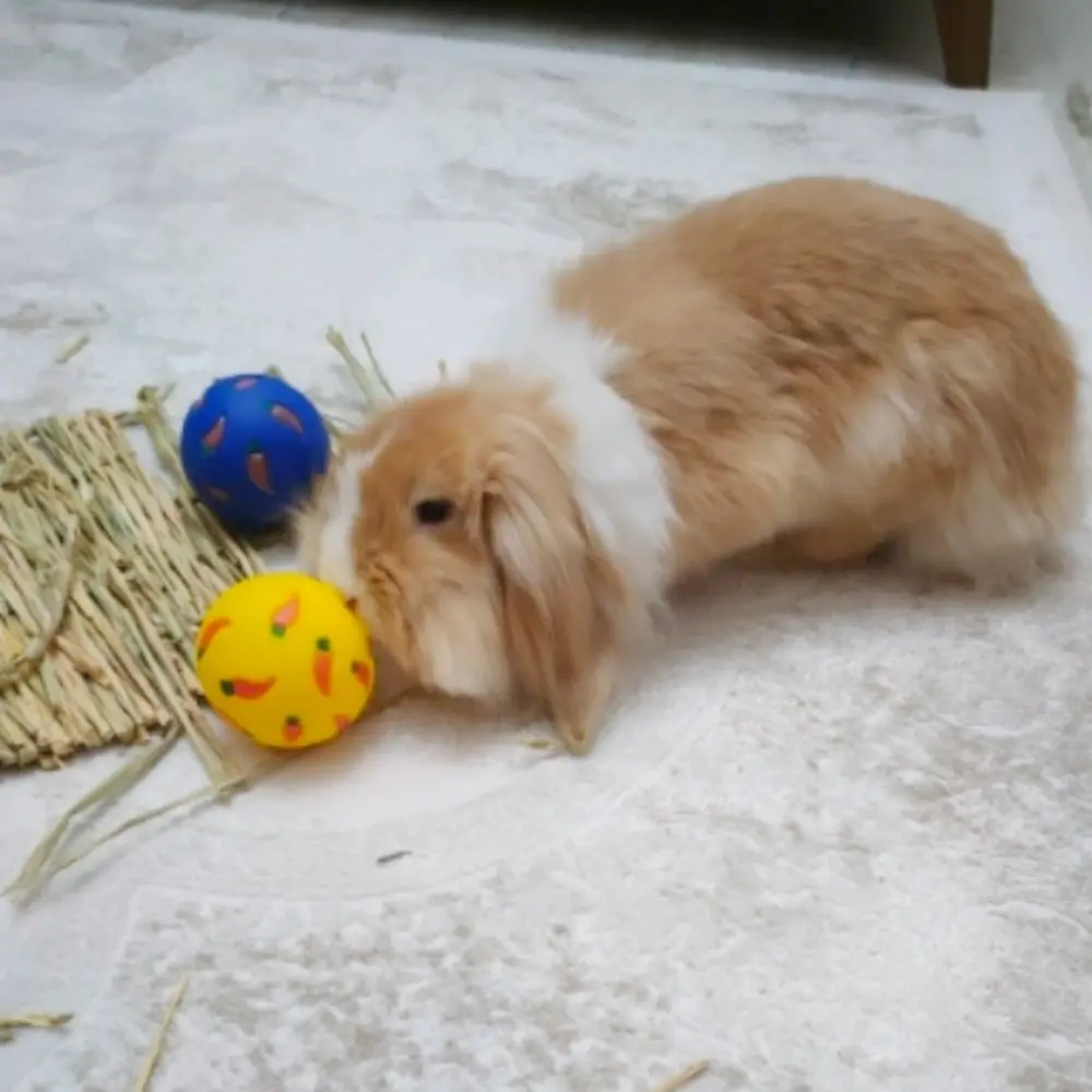 Description Picture 5 of itemRabbits Treat Ball Durable Bite Resistant Cats Slow Feeder Rabbit Tumbler Ball Small Pet Accessories