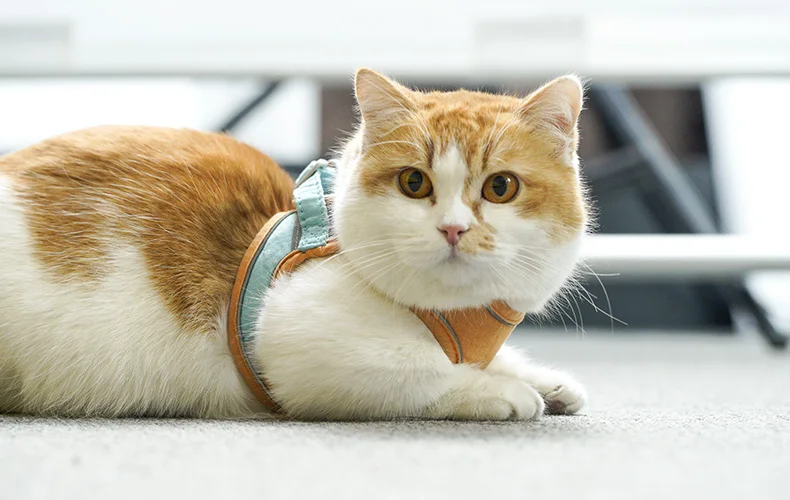 Description Picture 6 of itemHOOPET Outdoor Cat Leash Vest Mesh Breathe Adjustable Harnesses For Dogs Harnes Chest Braces Leads Vest Cat Waterproof Collar
