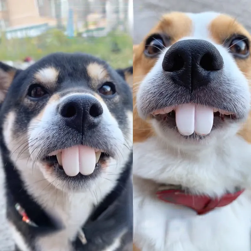 Teeth for Dog Funny Dentures Pet Decorating Supplies Halloween Cosplay Humans and Vampires Toys Tricky Dentures