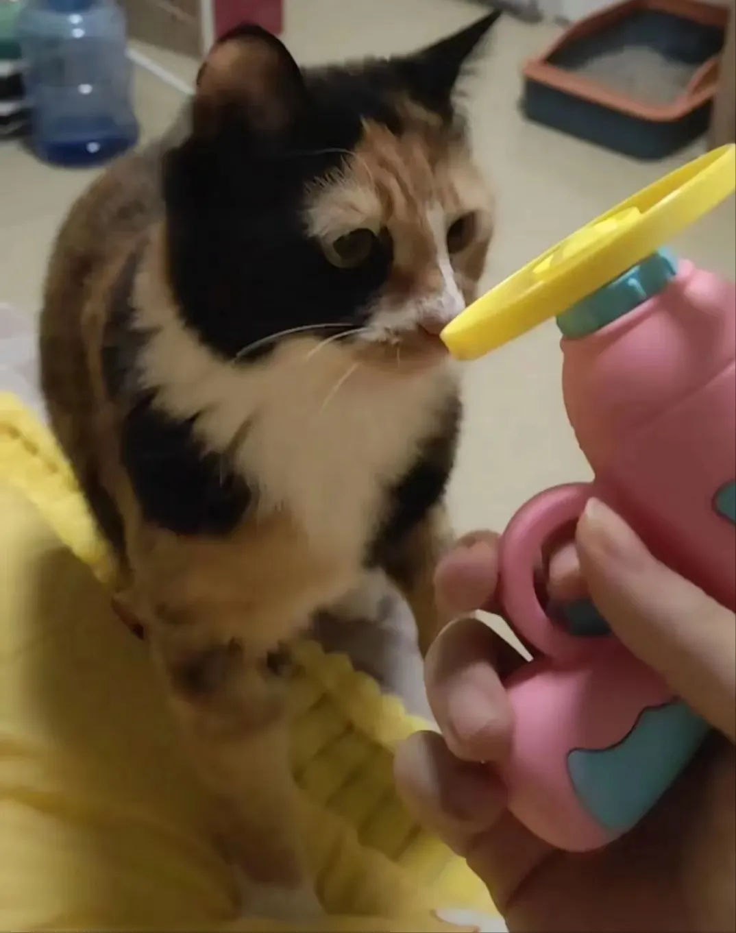 Description Picture 5 of itemNew Funny Cat Toy Interactive Play Pet Training Toy Mini Flying Disc Windmill Catapult Pet Toys Cat Dog Chewing Playing Supplies