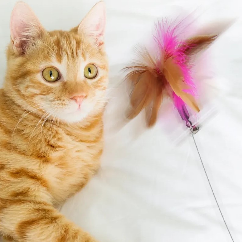  Interactive Feather Teaser Stick with Bell, Collar, and Kitten Teaser Wand - Perfect Training Toys and Supplies for Your Feline Friend